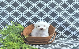 Mini Goldendoodle dogs for sale: Sophie - Image 11