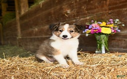 Shetland Sheepdog dogs for sale: Candy - Image 2