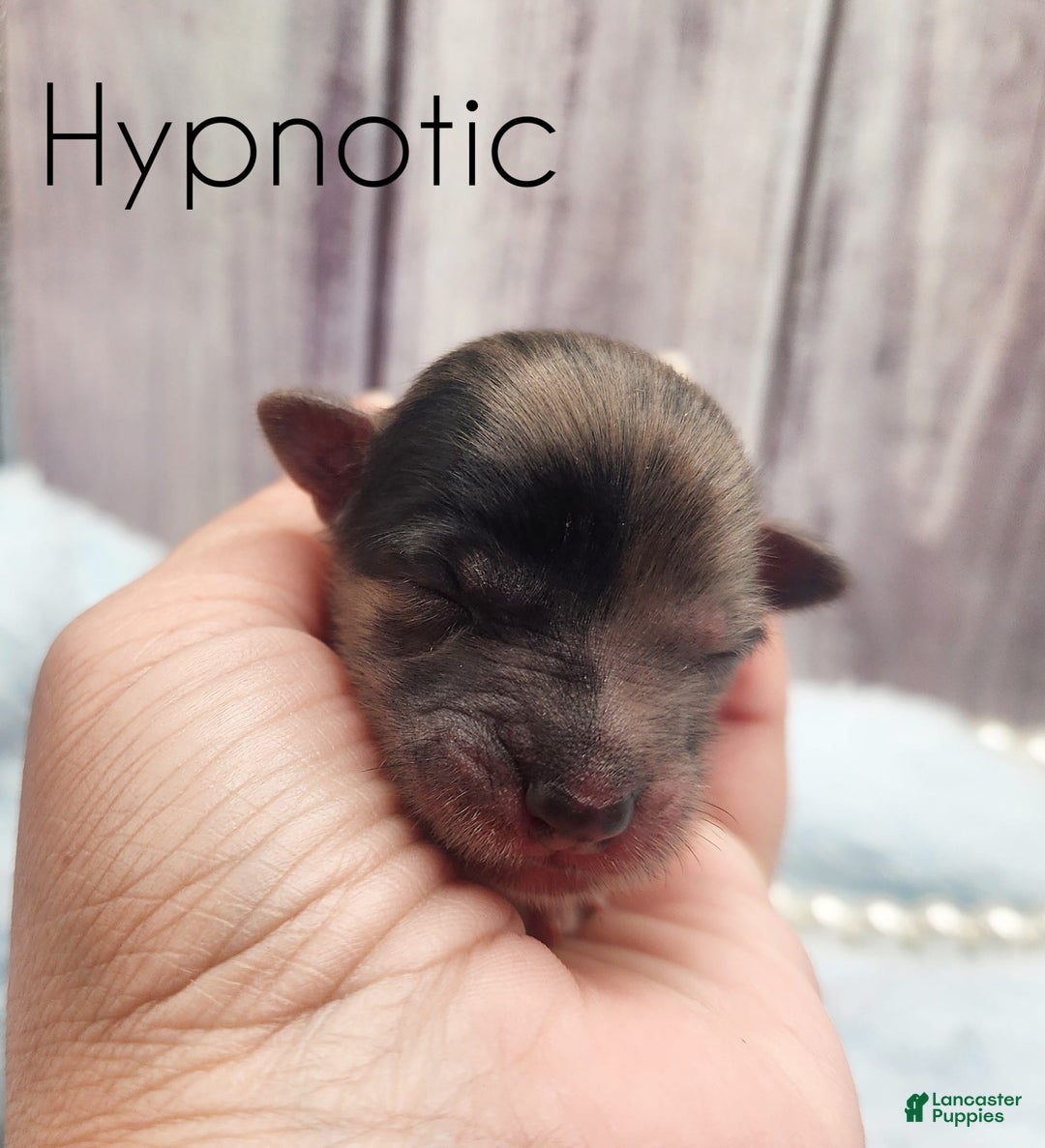 Chinese Crested dogs for sale: Hypnotic - Image 5