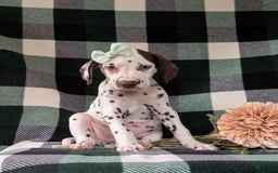 Dalmatian dogs for sale: Katherina Liver - Image 2