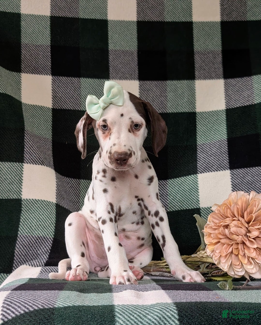 Dalmatian dogs for sale: Katherina Liver - Image 2
