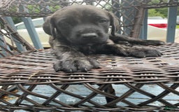 English Mastiff dogs for sale: Lilo - Image 2