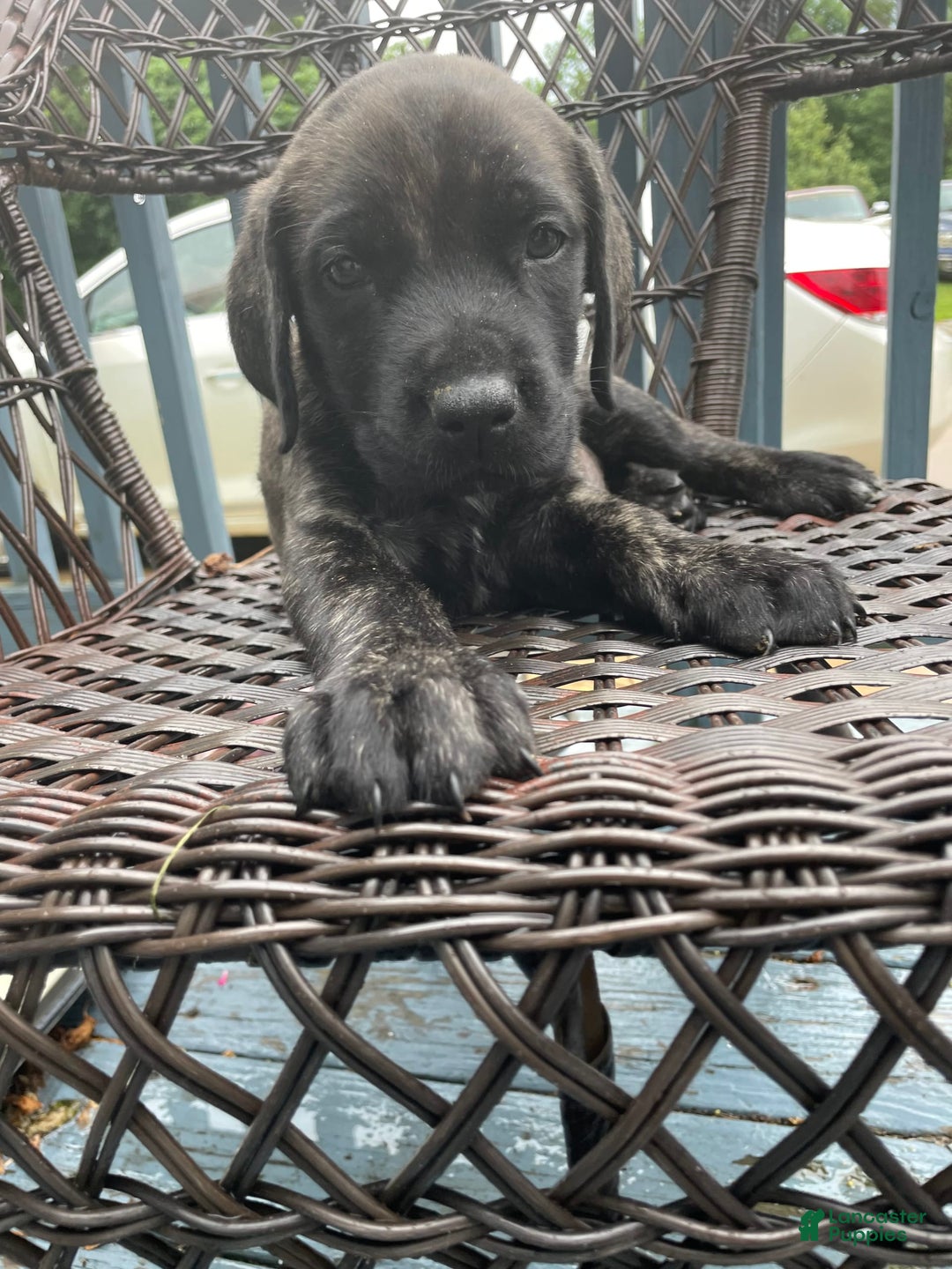 English Mastiff dogs for sale: Lilo - Image 2