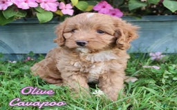 Cavapoo dogs for sale: Olive - Image 1