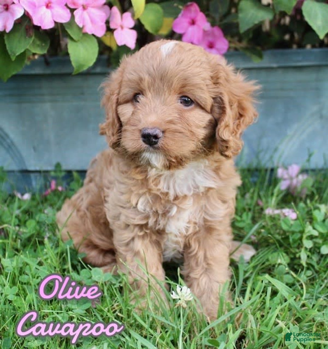Cavapoo dogs for sale: Olive - Image 1