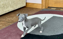 Italian Greyhound dogs for sale: Cj - Image 15