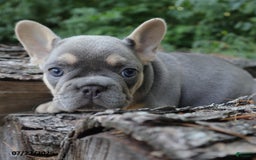 French Bulldog dogs for sale: Penny - Image 2