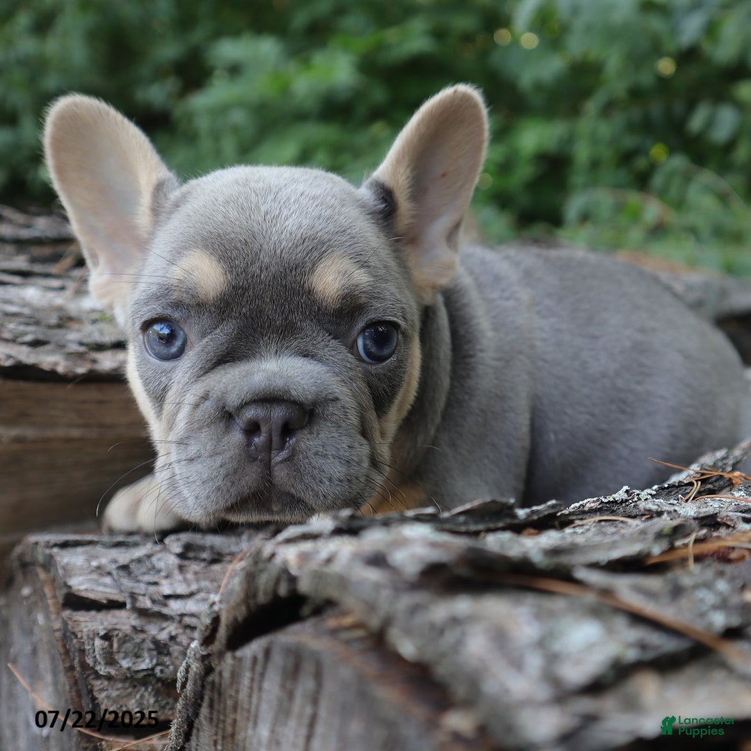 French Bulldog dogs for sale: Penny - Image 2