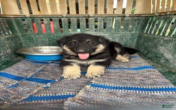 German Shepherd dogs for sale: Lobo - Image 1