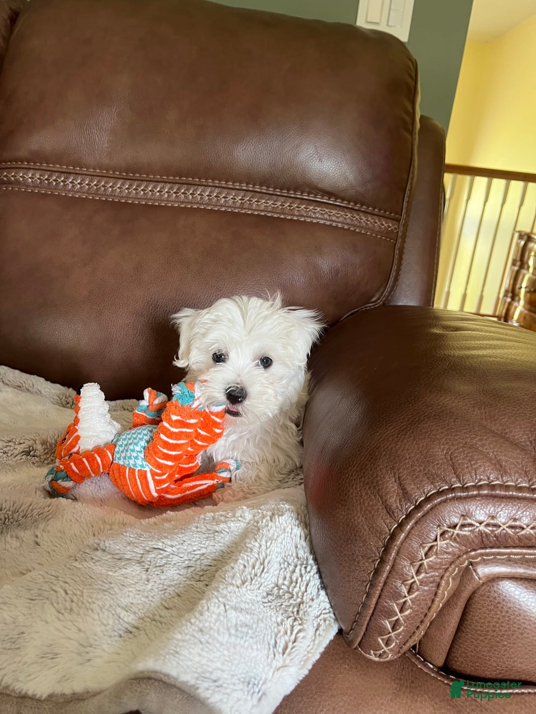 Maltese dogs for sale: Archer - Image 2