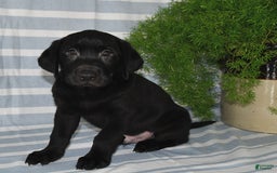 Labrador Retriever dogs for sale: Connor - Image 4
