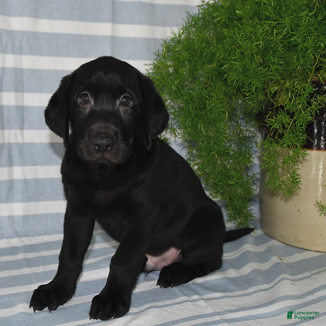 Labrador Retriever dogs for sale: Connor - Image 4