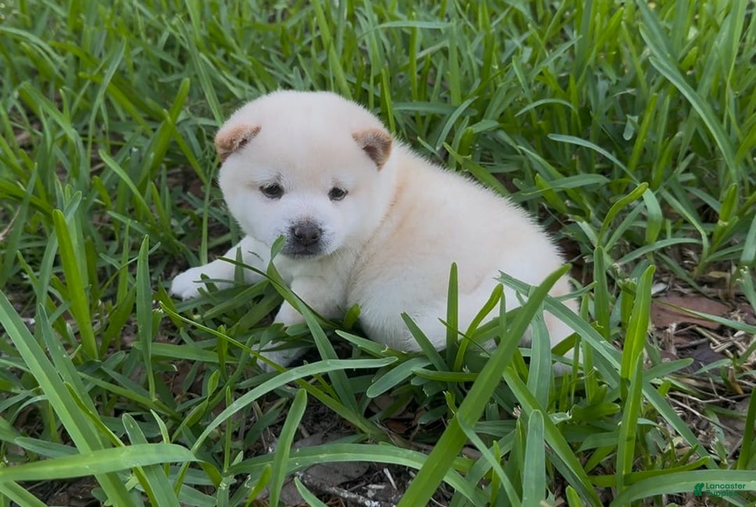 Shiba Inu dogs for sale: Yuki - Image 1