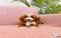 Mini Goldendoodle dogs for sale: Petite Bolt - Image 15