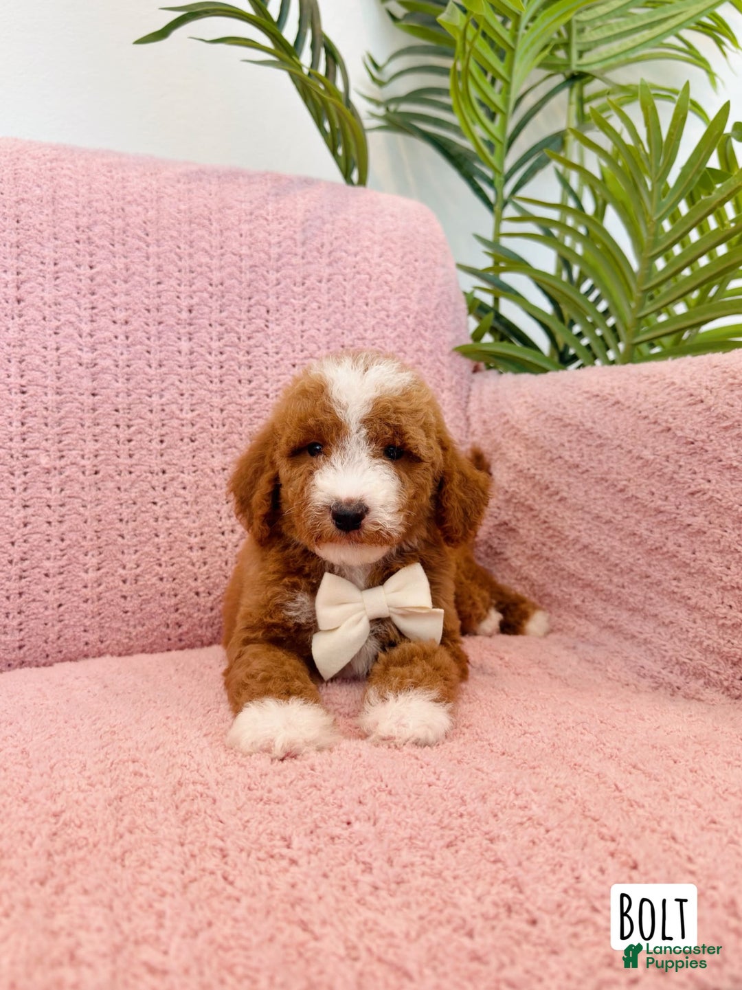Mini Goldendoodle dogs for sale: Petite Bolt - Image 15