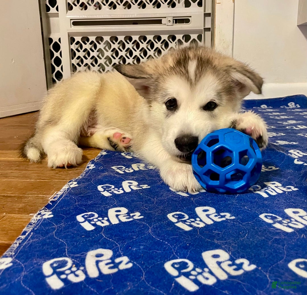 Alaskan Malamute dogs for sale: Tacoma - Image 5