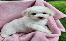 Bichpoo dogs for sale: Ella - Image 7