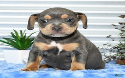 Beabull dogs for sale: Kinsley - Image 7
