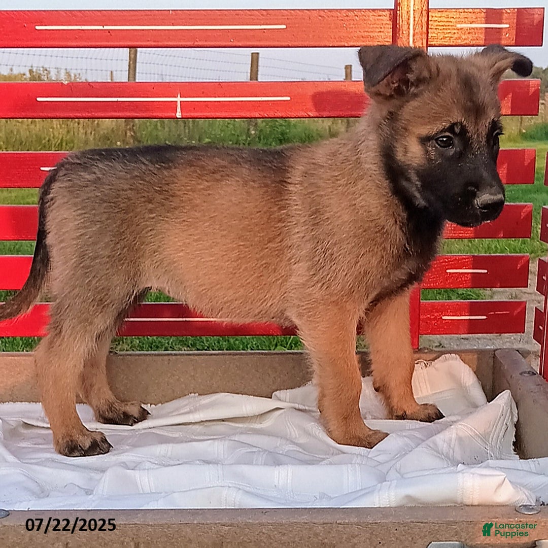 Belgian Malinois dogs for sale: Joy - Image 3