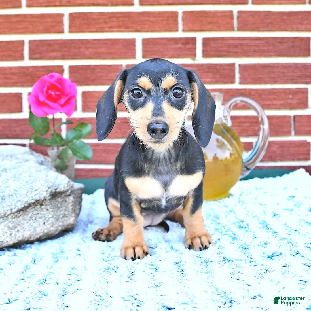 Miniature Dachshund dogs for sale: Cola - Image 24
