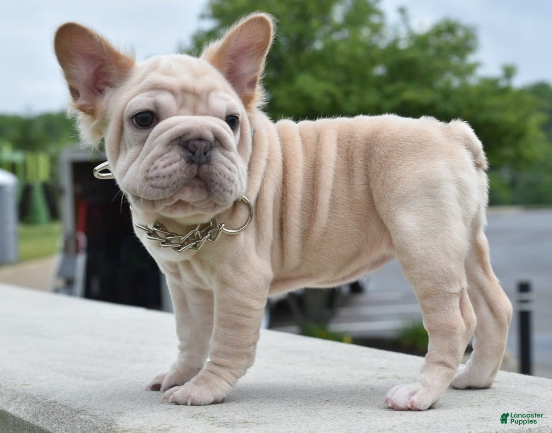 French Bulldog dogs for sale: Rayna Big Rope Velvet Fluffy - Image 29