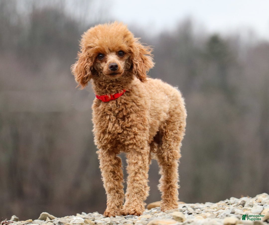 Havapoo dogs for sale: Remi - Image 13