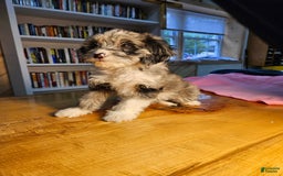 Portuguese Water Dog dogs for sale: Skylar - Image 1