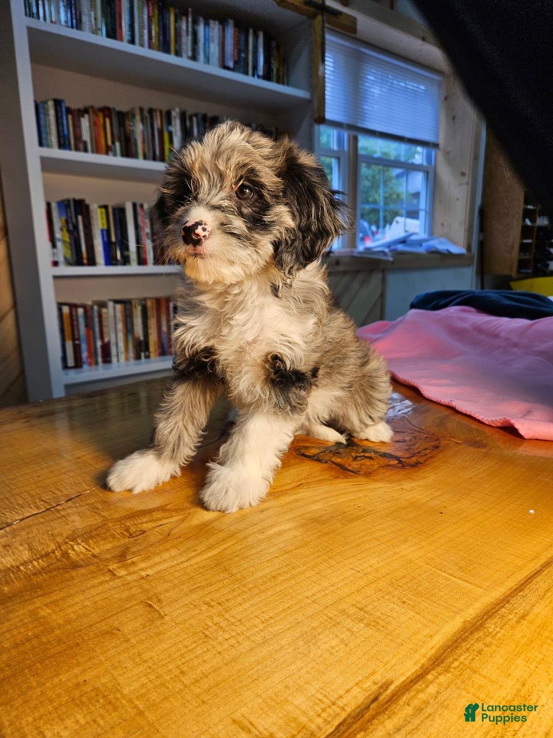 Portuguese Water Dog dogs for sale: Skylar - Image 1