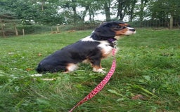 Cavapoo dogs for sale: Darlie - Image 7