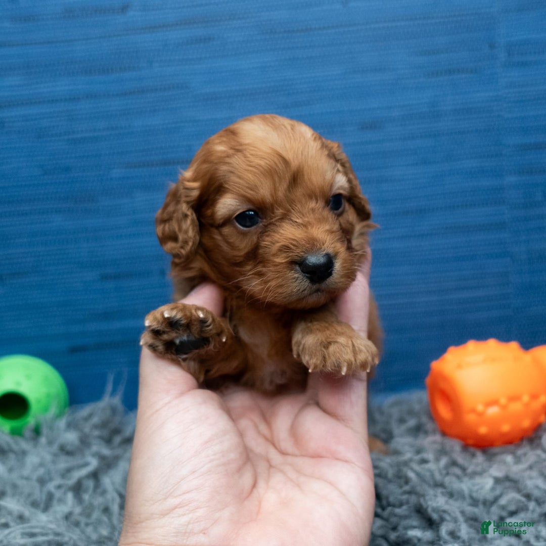 Cavapoo dogs for sale: Jacoby - Image 1