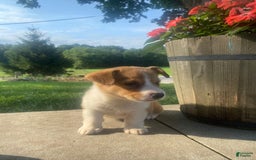 Welsh Corgi Pembroke dogs for sale: Lady - Image 1