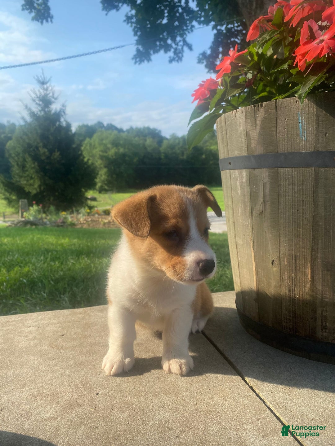 Welsh Corgi Pembroke dogs for sale: Lady - Image 1