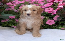 Mini Aussiedoodle dogs for sale: Roscoe - Image 5