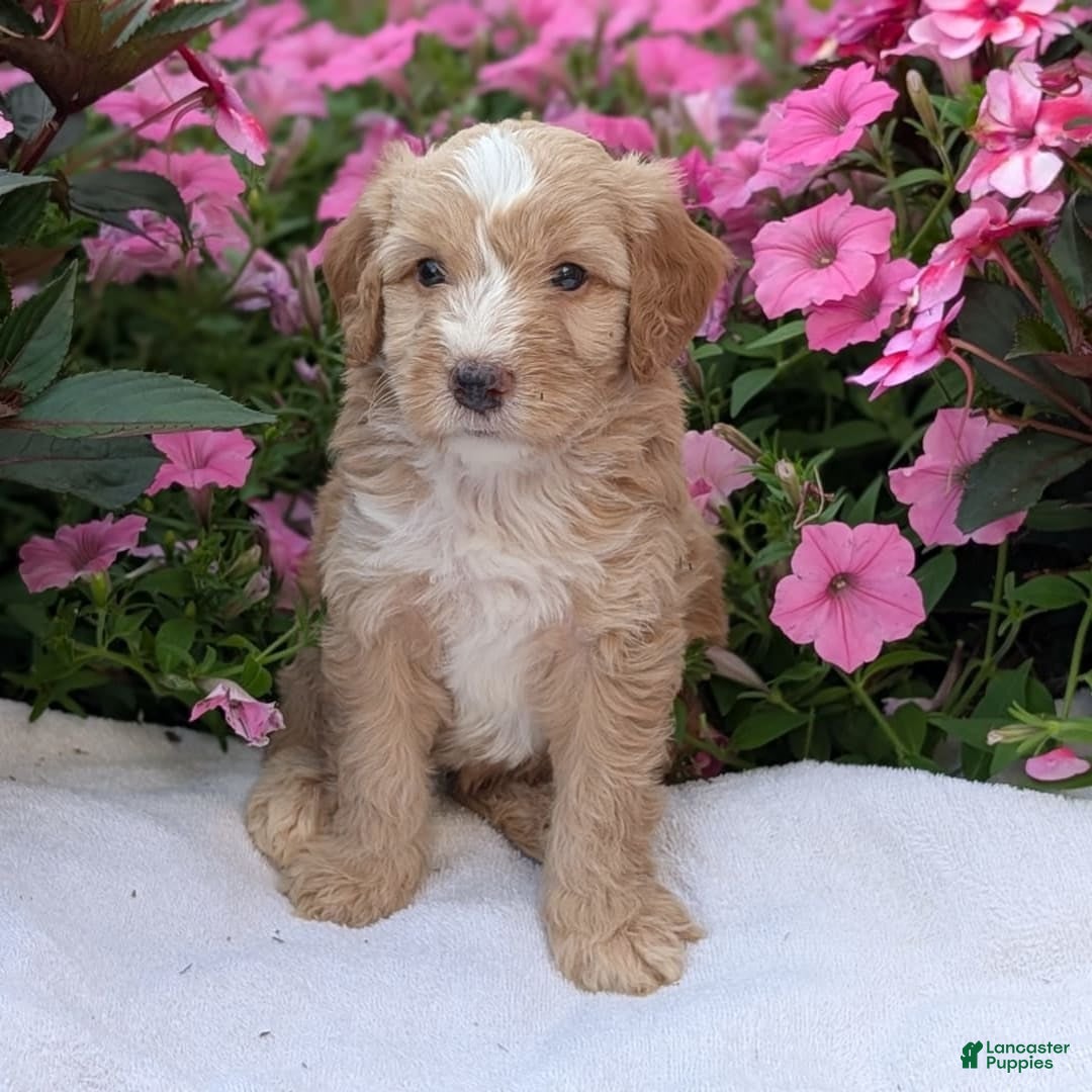 Mini Aussiedoodle dogs for sale: Roscoe - Image 5