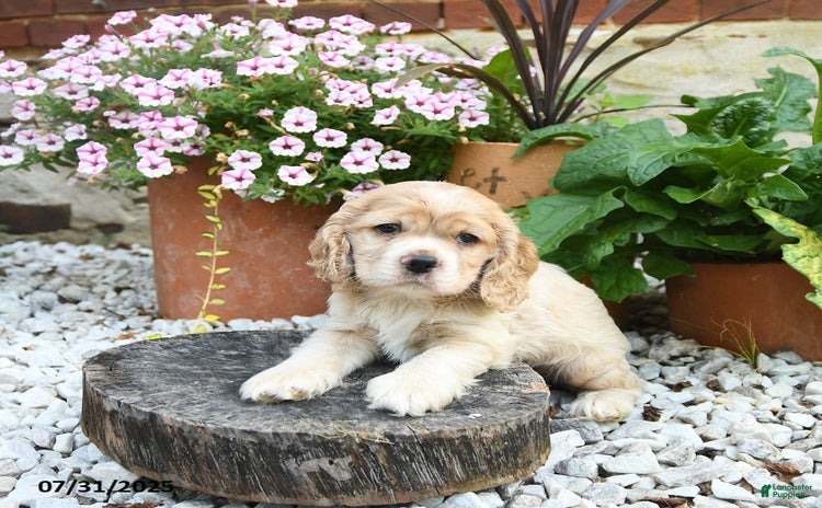 Cocker Spaniel dogs for sale - Ad 4