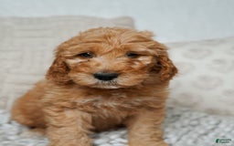 Goldendoodle dogs for sale: Chuck Bass - Image 5