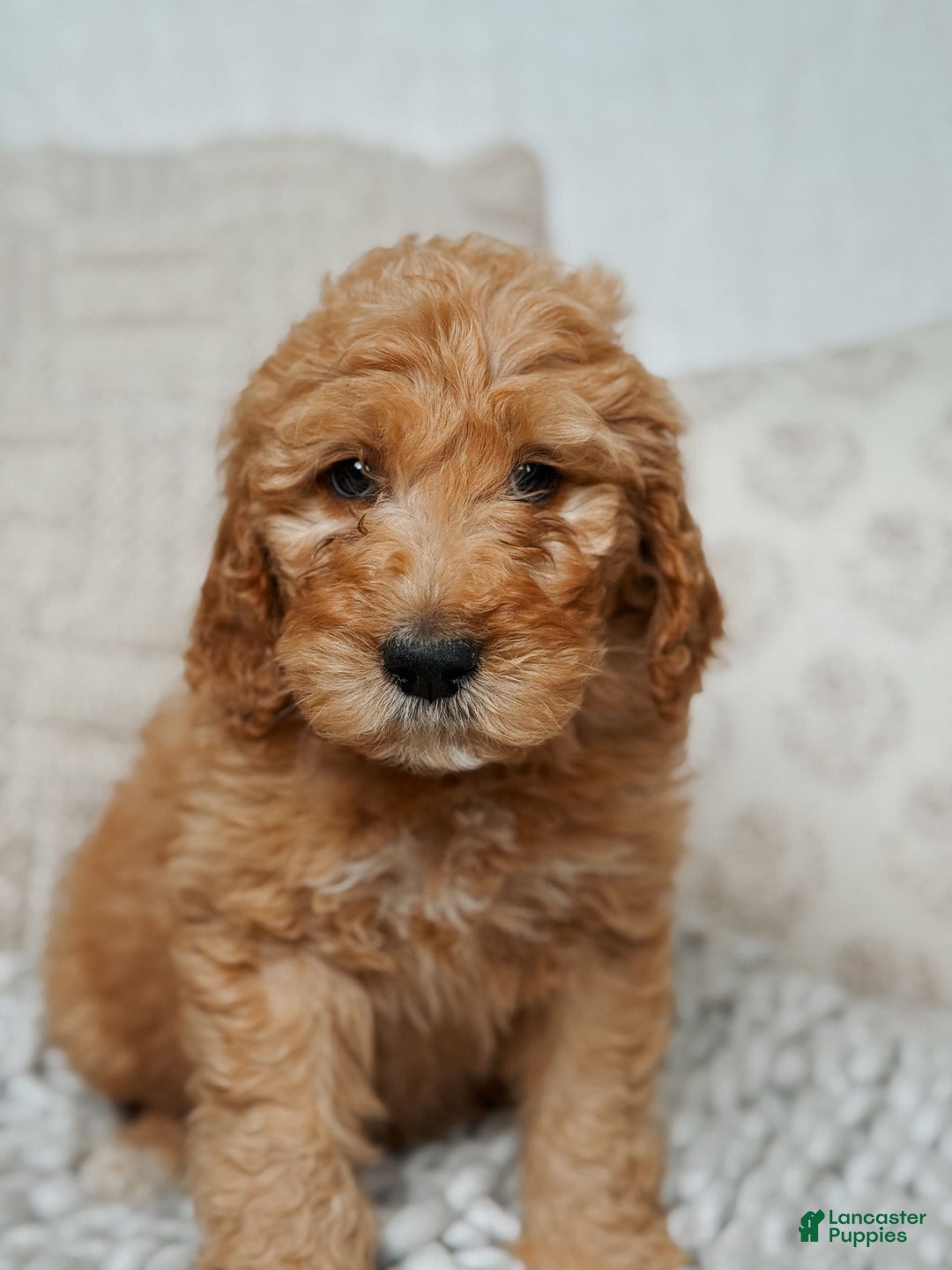 Goldendoodle dogs for sale: Chuck Bass - Image 5
