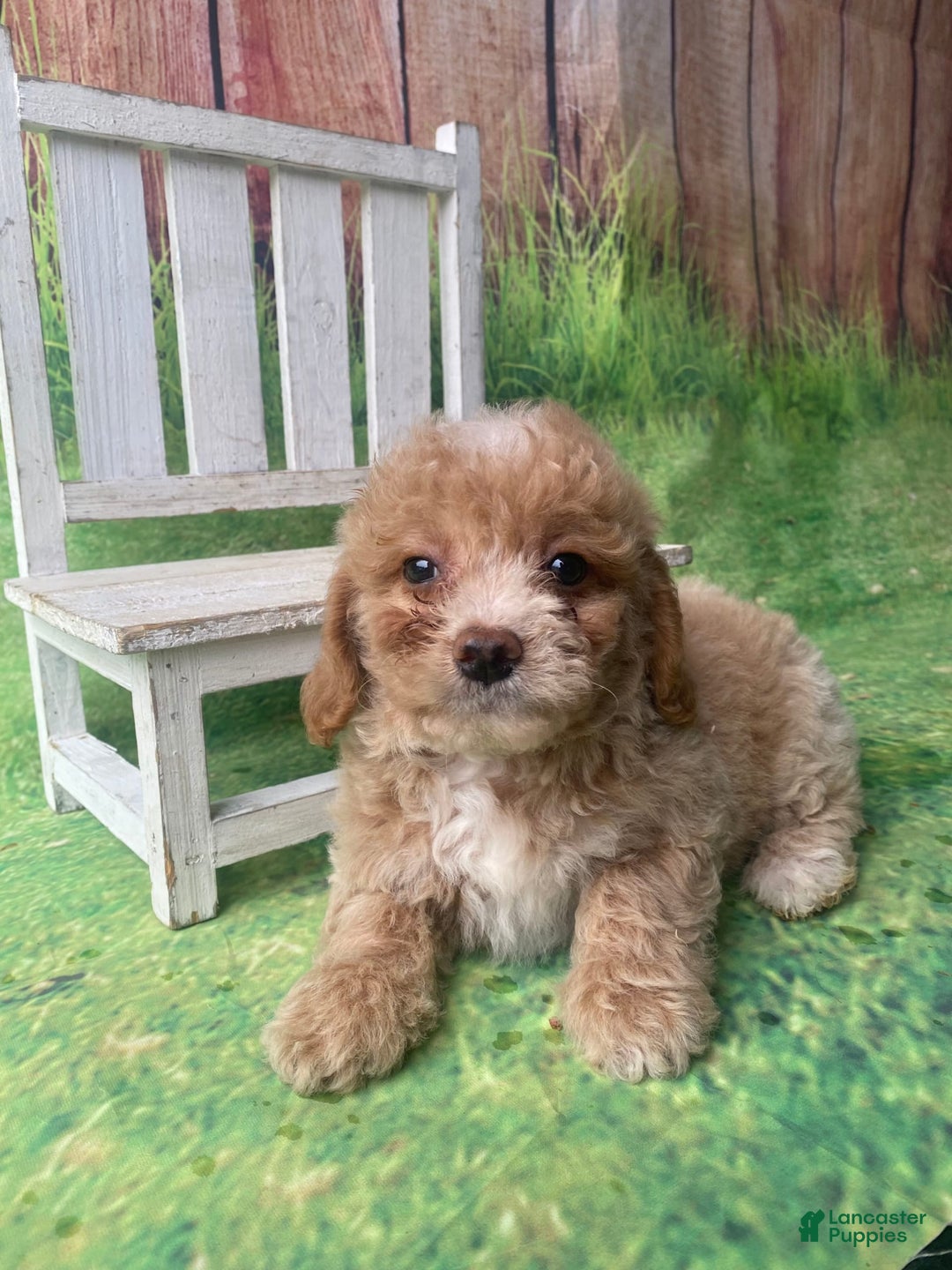 Mini Goldendoodle dogs for sale: Lani - Image 11