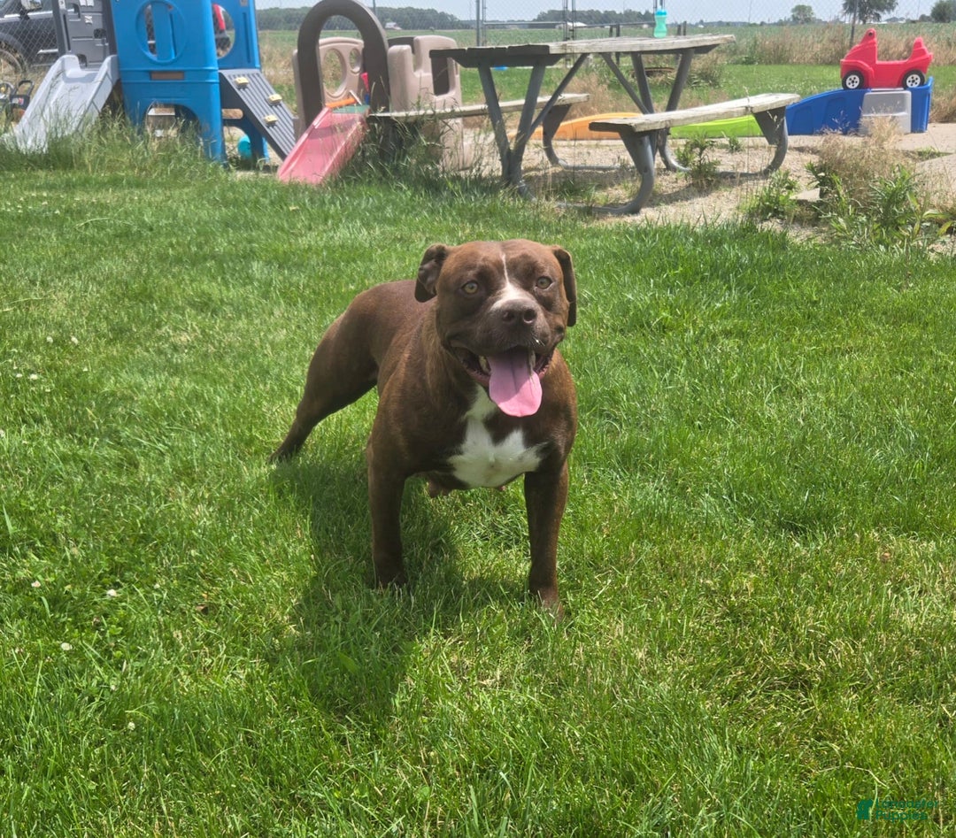 American Bulldog dogs for sale: Miss Trenchbell - Listing for pets: Miss Honey, Matilda, Miss Trenchbell, Harry - Image 11