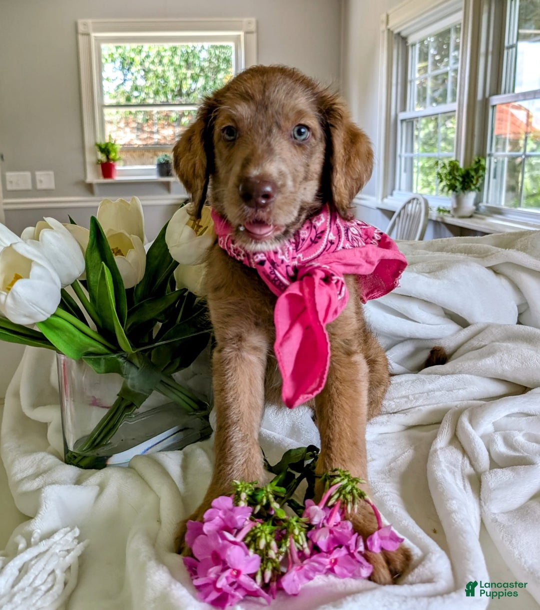 Labradoodle dogs for sale: Aspen Fern - Image 6