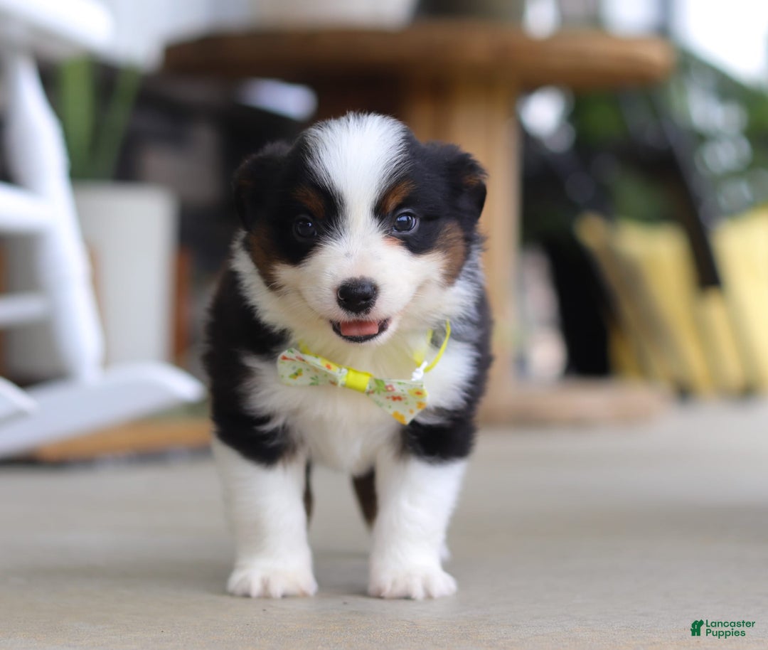 Australian Shepherd dogs for sale: Zeke - Image 7