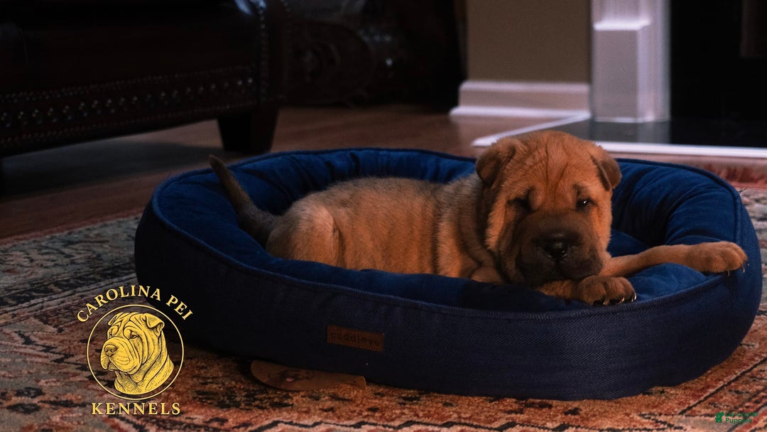 Shar Pei dogs for sale: Tank - Image 1
