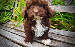 Havapoo dogs for sale: Bliss - Image 13