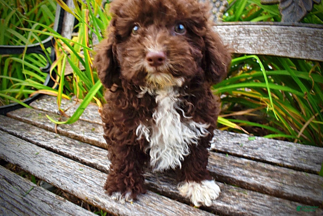Havapoo dogs for sale: Bliss - Image 13