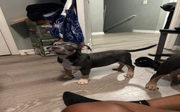 American Bully dogs for sale: Rosey - Image 16