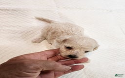 Bichon Frise dogs for sale: Toy Poodle/toy Bichon Puppy - Image 1