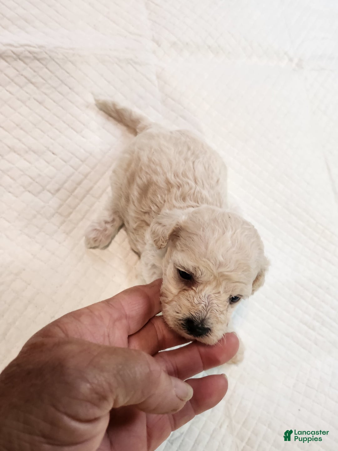Bichon Frise dogs for sale: Toy Poodle/toy Bichon Puppy - Image 1