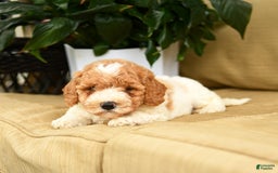 Mini Goldendoodle dogs for sale: Hailey - Image 1