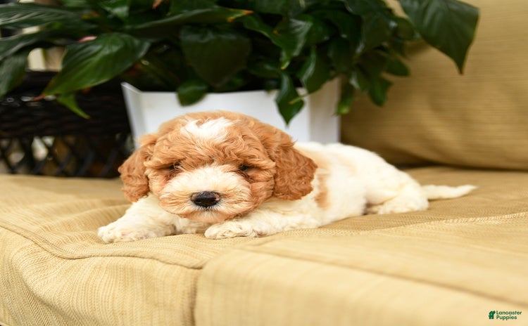Mini Goldendoodle dogs for sale - Ad 5