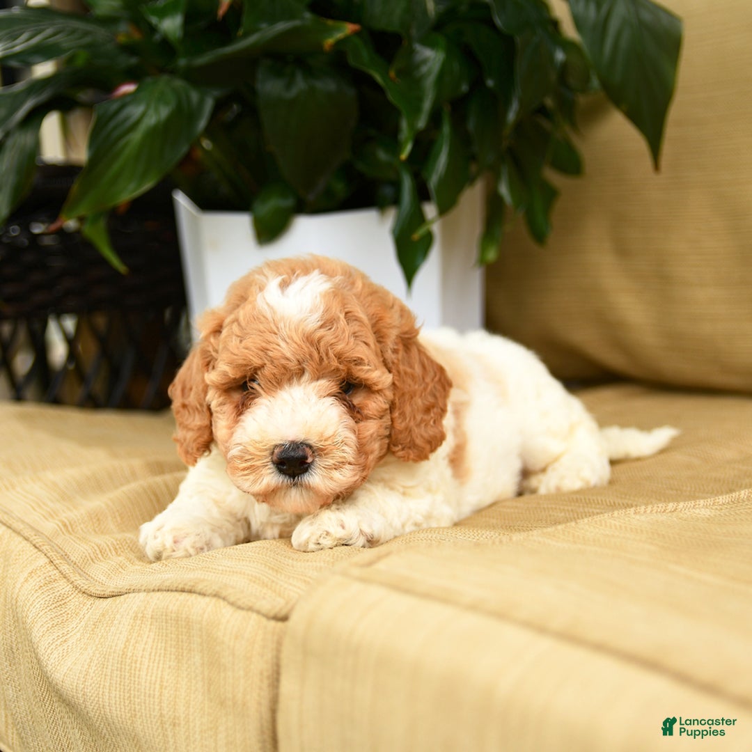 Mini Goldendoodle dogs for sale: Hailey - Image 1